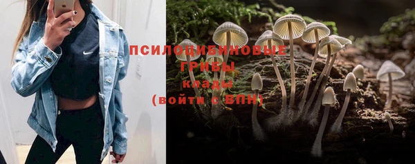 ГАЛЛЮЦИНОГЕННЫЕ ГРИБЫ Бородино